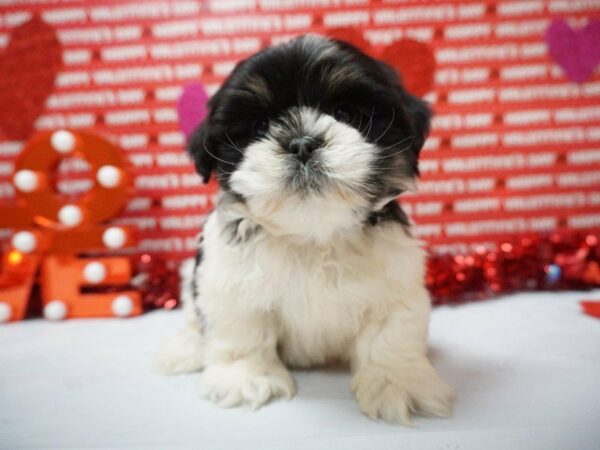 Lhasa Apso DOG Male TRI 20935 Petland Racine, Wisconsin