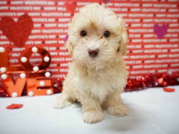 Havanese DOG Male Cream 20917 Petland Racine, Wisconsin