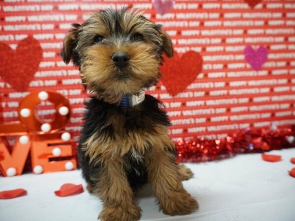 Yorkshire Terrier DOG Male Black / Tan 20916 Petland Racine, Wisconsin