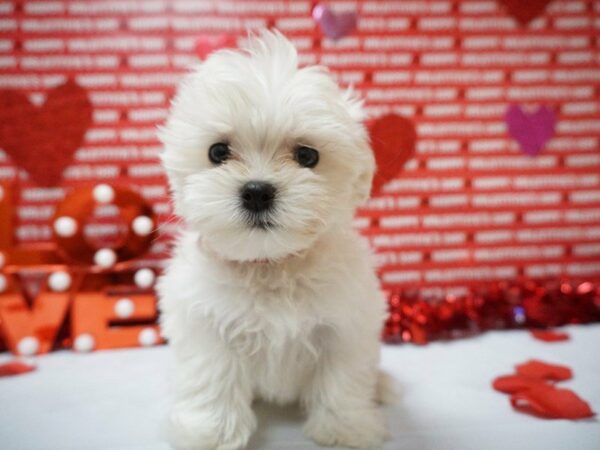 Maltese DOG Female White 20923 Petland Racine, Wisconsin