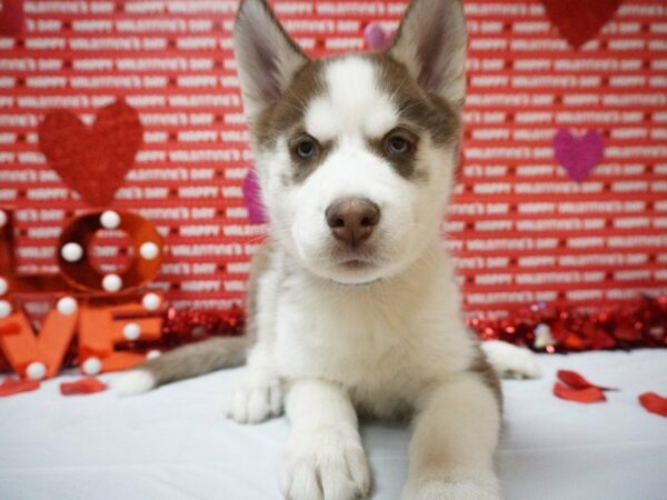 Siberian Husky DOG Female Red / White 20922 Petland Racine, Wisconsin