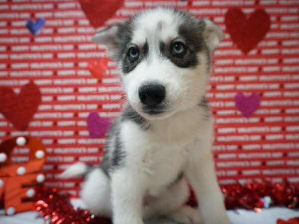 Siberian Husky DOG Male Gray / White 20921 Petland Racine, Wisconsin