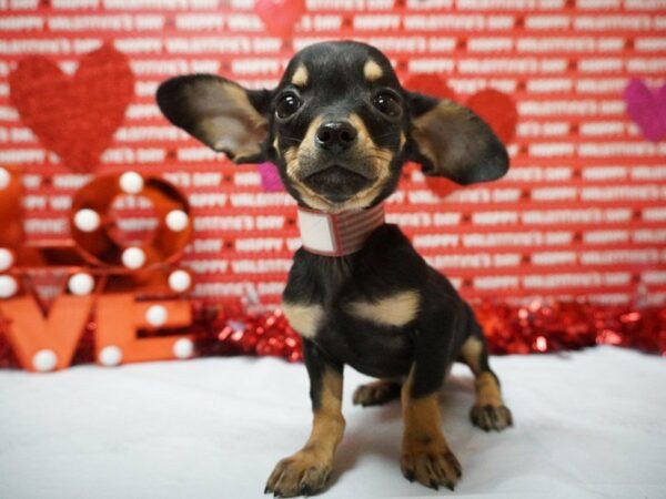 Chiweenie-DOG-Male-BLK/TAN-20927-Petland Racine, Wisconsin