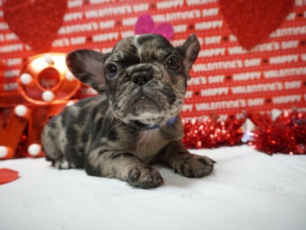 French Bulldog DOG Female BLUE SEAL MERLE 20926 Petland Racine, Wisconsin