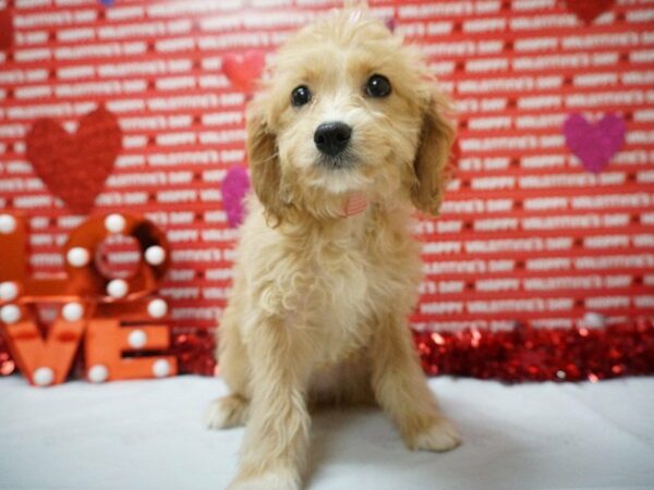 Cavachon-Poo DOG Female APCT 20928 Petland Racine, Wisconsin