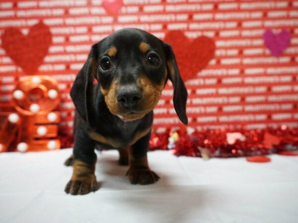 Dachshund-DOG-Male-BLK/TAN-20929-Petland Racine, Wisconsin