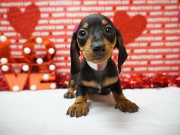 Dachshund DOG Female BLK/TAN 20930 Petland Racine, Wisconsin