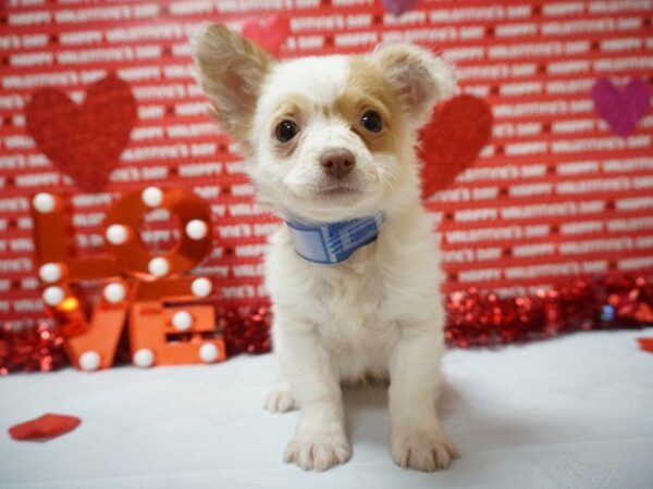 Chihuahua DOG Male RED/WHITE L.H. 20932 Petland Racine, Wisconsin