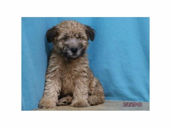 Soft Coated Wheaten Terrier DOG Male Wheaten 20957 Petland Racine, Wisconsin