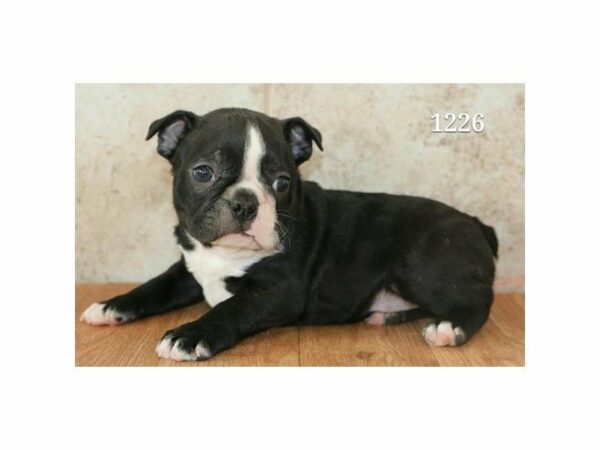 Boston Terrier-DOG-Male-Black / White-20954-Petland Racine, Wisconsin