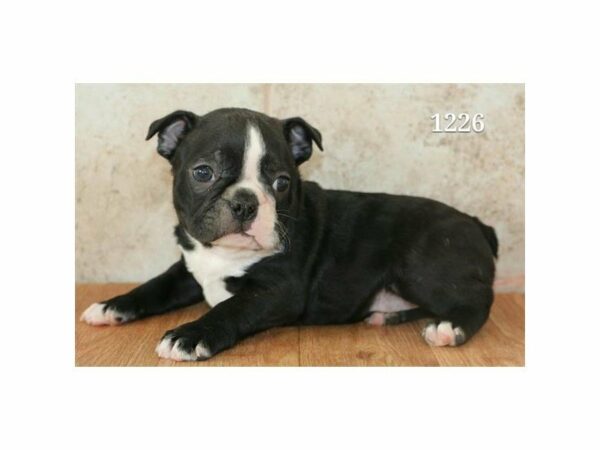 Boston Terrier DOG Male Black / White 20954 Petland Racine, Wisconsin