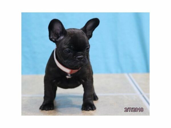 French Bulldog DOG Female Brindle 20952 Petland Racine, Wisconsin