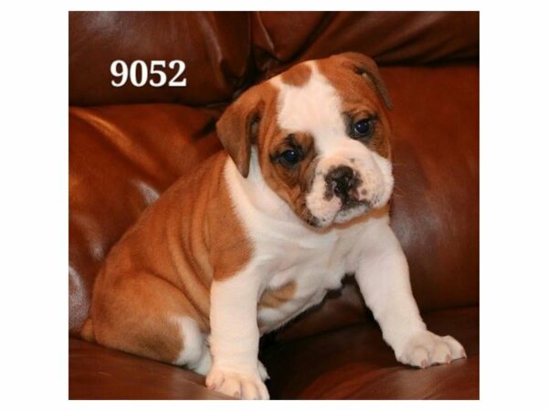 Olde Bulldog DOG Male Red / White 20963 Petland Racine, Wisconsin