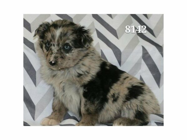 Australian Shepherd DOG Male Blue Merle 20960 Petland Racine, Wisconsin