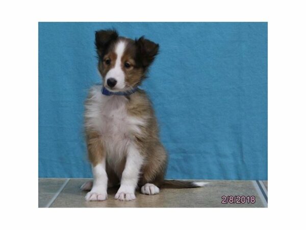 Shetland Sheepdog DOG Male Sable / White 20959 Petland Racine, Wisconsin