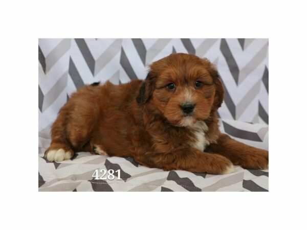 Miniature Poodle/Saint Bernard-DOG-Male-Red / White-20961-Petland Racine, Wisconsin