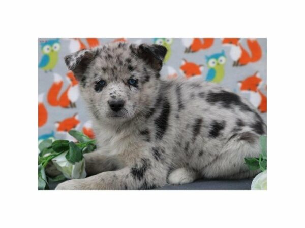 Pomeranian/Siberian Husky DOG Female mrl 20962 Petland Racine, Wisconsin