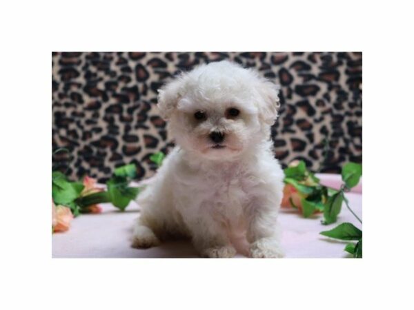 Bichon Frise DOG Male wh 20956 Petland Racine, Wisconsin