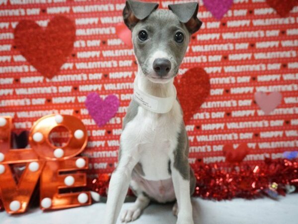 Italian Greyhound DOG Male BL, WH 20967 Petland Racine, Wisconsin