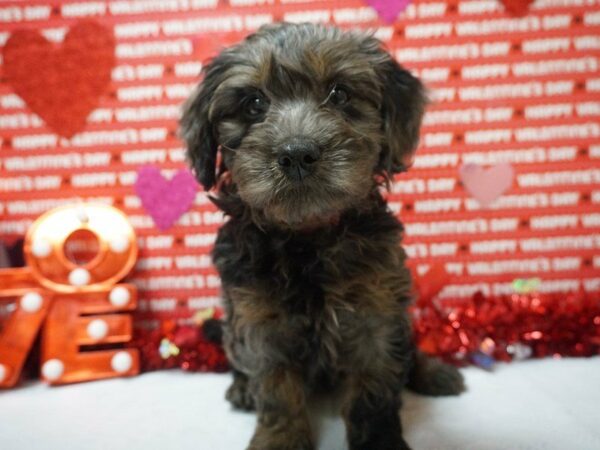 Mini Goldendoodle 2nd Gen DOG Female BL MERLE 20966 Petland Racine, Wisconsin