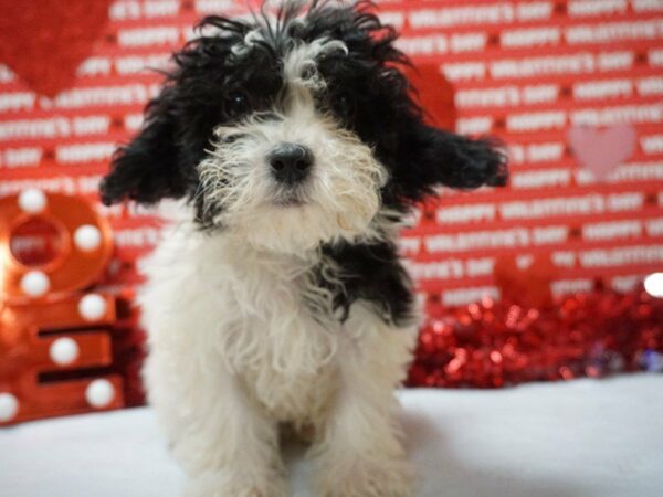 Cockapoo DOG Female WH BLK PARTI 20975 Petland Racine, Wisconsin