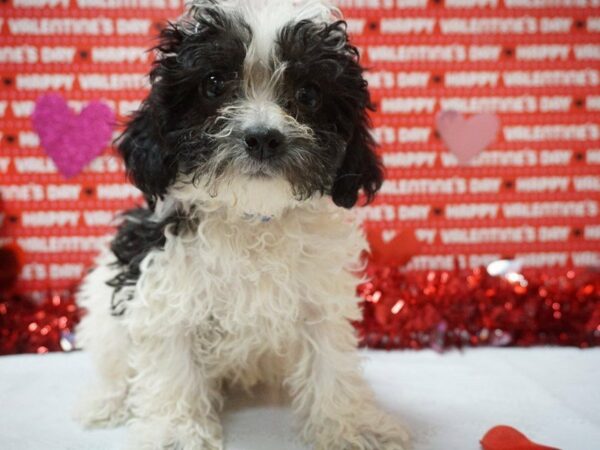 Cockapoo DOG Female WHT BLK PARTI 20974 Petland Racine, Wisconsin