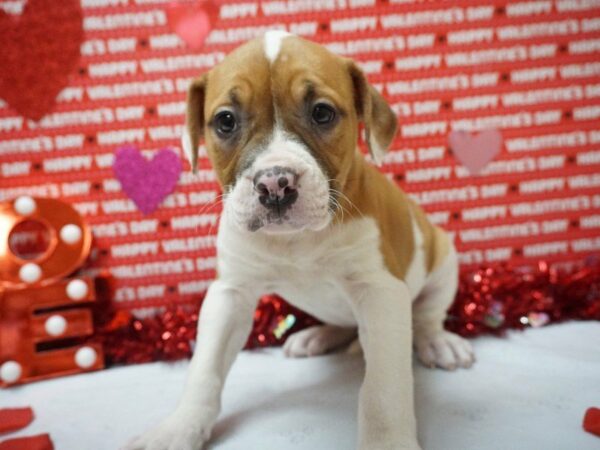 American Bulldog DOG Female WH, RD TUX 20971 Petland Racine, Wisconsin