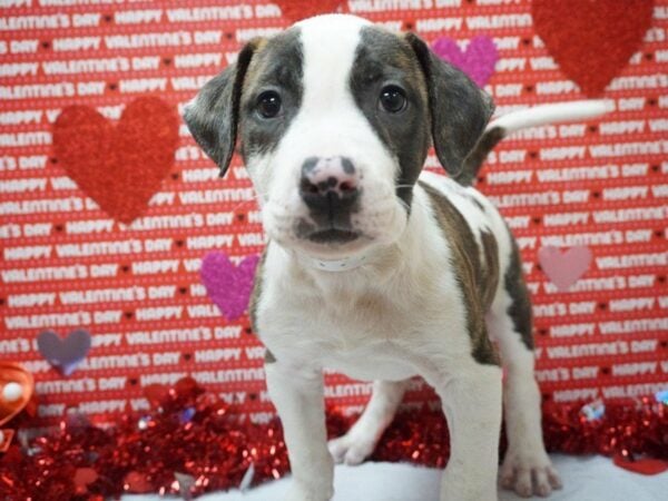 American Bulldog DOG Male WH W/ BRINDLE 20970 Petland Racine, Wisconsin