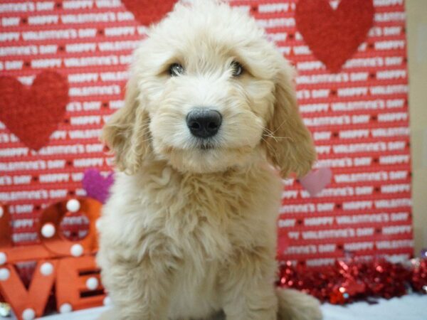 Goldendoodle DOG Female Golden 20964 Petland Racine, Wisconsin