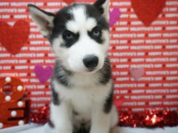 Siberian Husky DOG Female BLK, WH 20968 Petland Racine, Wisconsin