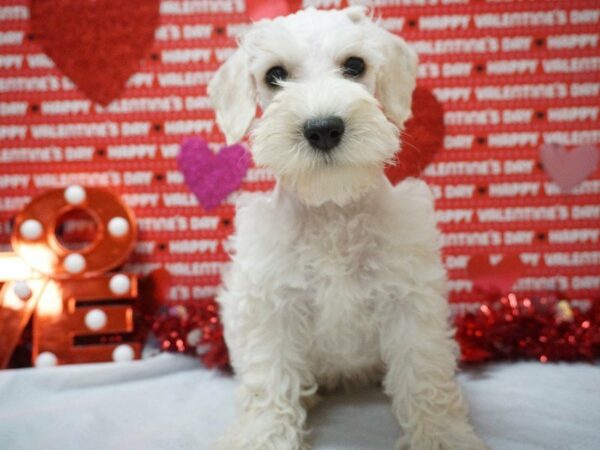 Schnoodle DOG Female BUFF/WHITE 20976 Petland Racine, Wisconsin