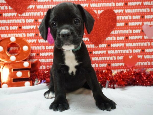 Frocker DOG Female BLACK 20981 Petland Racine, Wisconsin