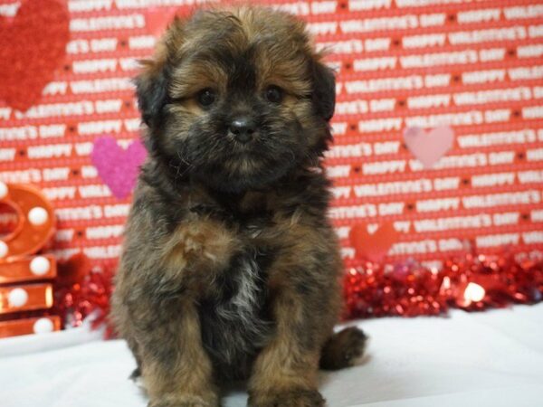 Pomapoo DOG Female SABLE 20980 Petland Racine, Wisconsin