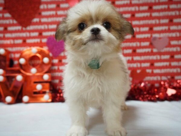 Chorkie DOG Female SABLE/WHITE 20979 Petland Racine, Wisconsin