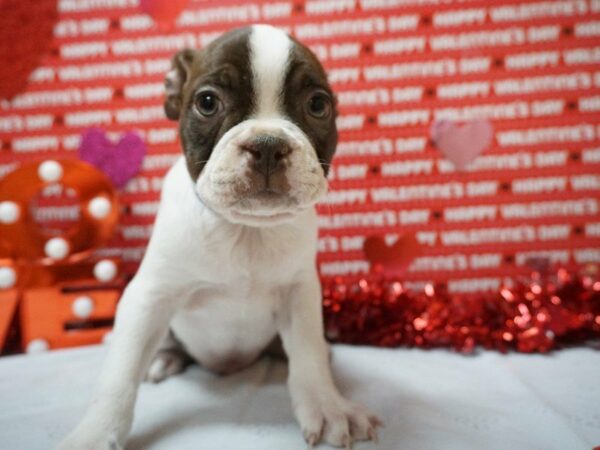 Boston Terrier DOG Male Red / White 20951 Petland Racine, Wisconsin