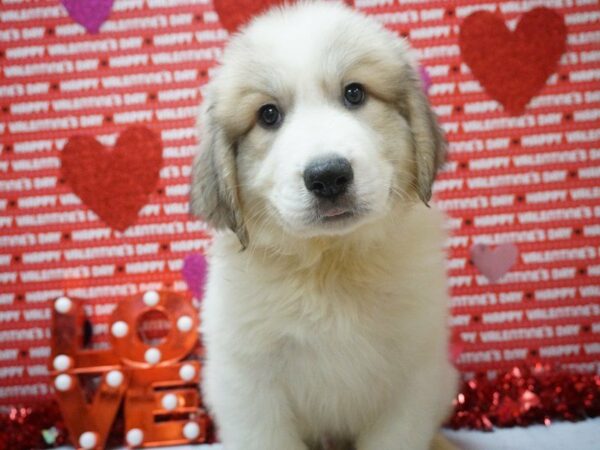 Great Pyrenees DOG Male WHITE BADGER 20977 Petland Racine, Wisconsin