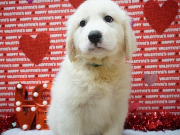 Great Pyrenees DOG Female WHITE 20978 Petland Racine, Wisconsin