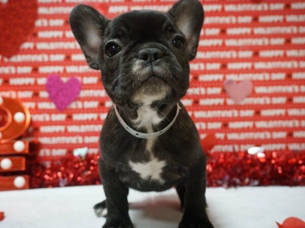 French Bulldog DOG Female BRINDLE 20972 Petland Racine, Wisconsin