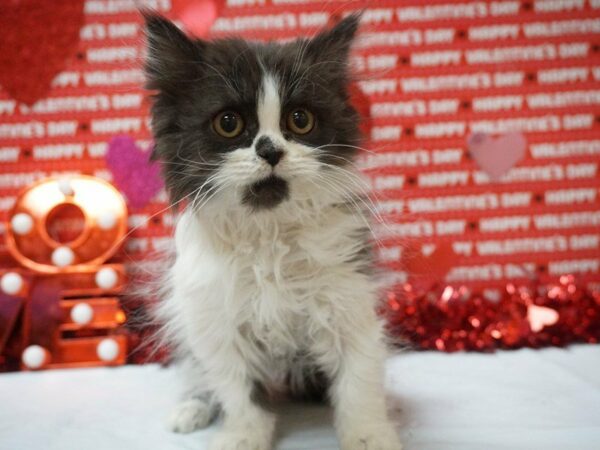 Persian CAT Male BLK, WH 20969 Petland Racine, Wisconsin