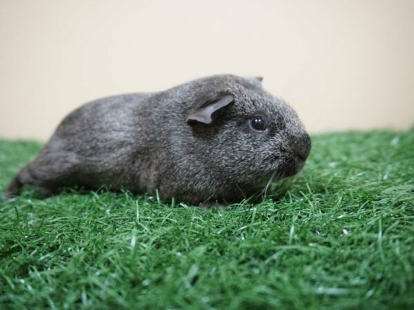 Guinea Pig GUINEA PIG Female 20942 Petland Racine, Wisconsin