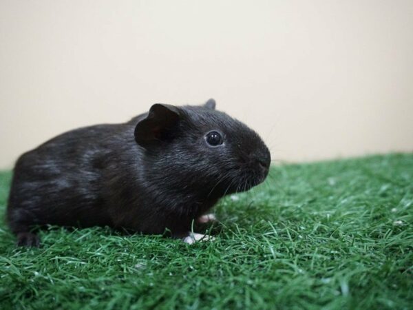 Guinea Pig GUINEA PIG Female 20944 Petland Racine, Wisconsin