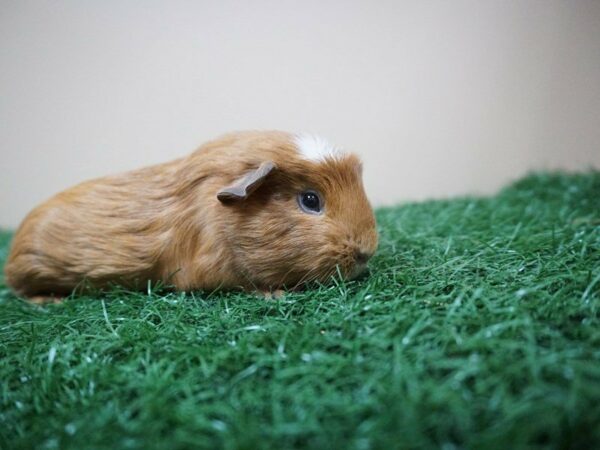 Guinea Pig GUINEA PIG Male 20948 Petland Racine, Wisconsin