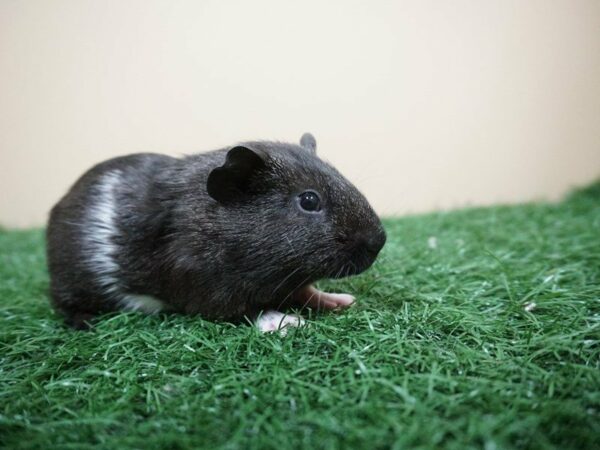 Guinea Pig GUINEA PIG Male 20946 Petland Racine, Wisconsin