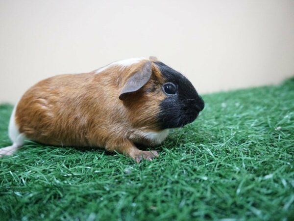 Guinea Pig GUINEA PIG Male 20947 Petland Racine, Wisconsin