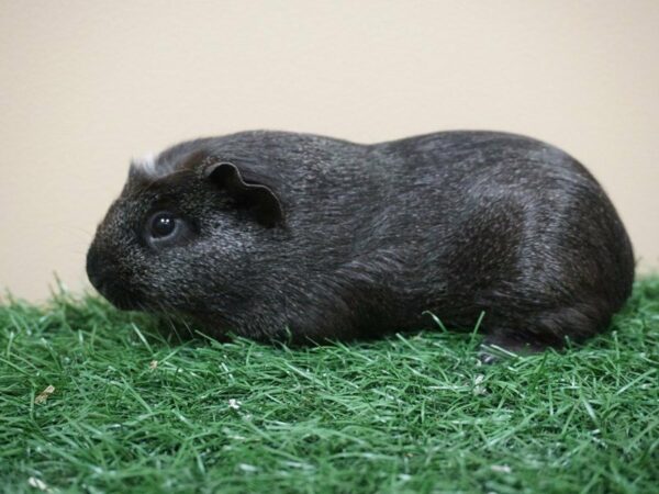 Guinea Pig GUINEA PIG Male 20945 Petland Racine, Wisconsin