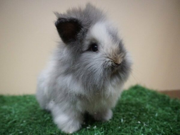 Lionhead-RABBIT-Male--20982-Petland Racine, Wisconsin