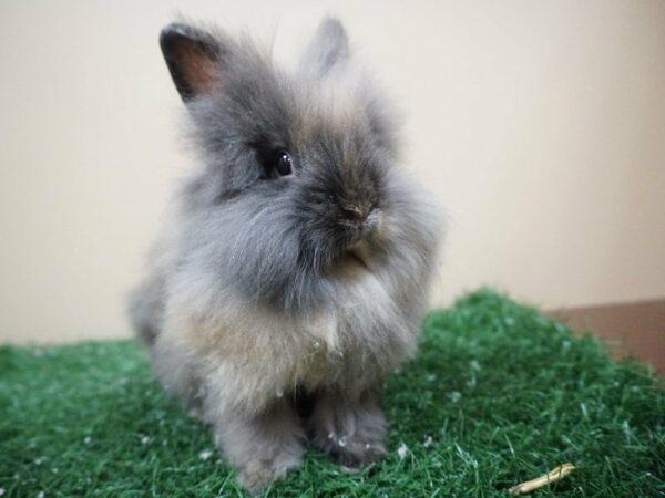 Lionhead RABBIT Female 20983 Petland Racine, Wisconsin