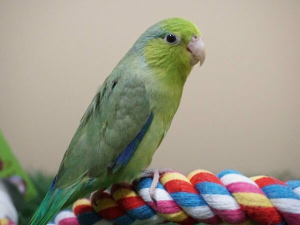 parrotlet BIRD Male Green 20874 Petland Racine, Wisconsin