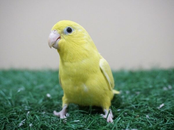 parrotlet-BIRD-Female-Yellow-20875-Petland Racine, Wisconsin