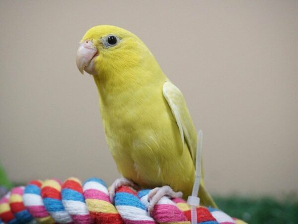 parrotlet-BIRD-Female-Yellow-20876-Petland Racine, Wisconsin